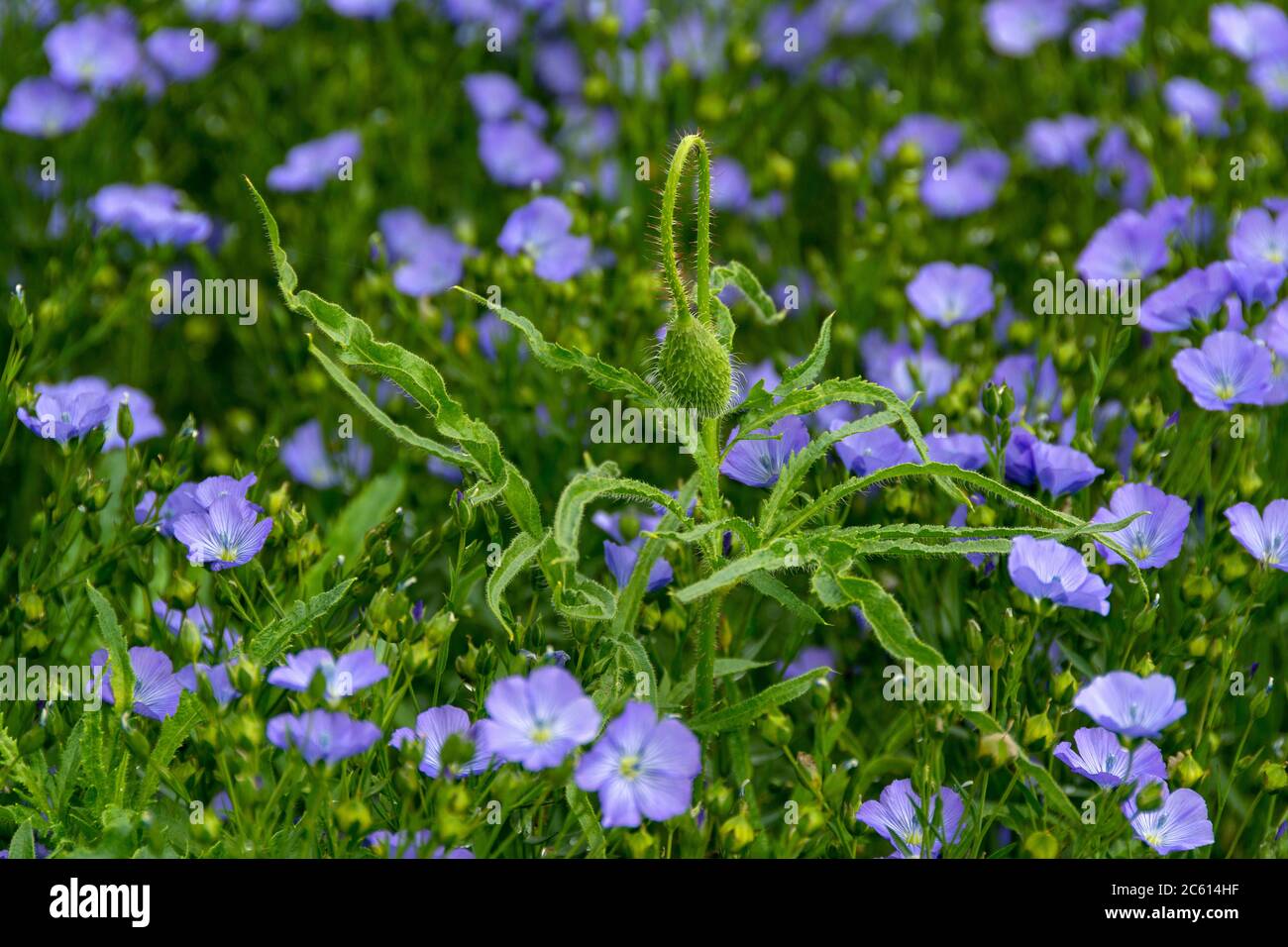 Lin cultivé linum usitatissimum Banque de photographies et d’images à ...