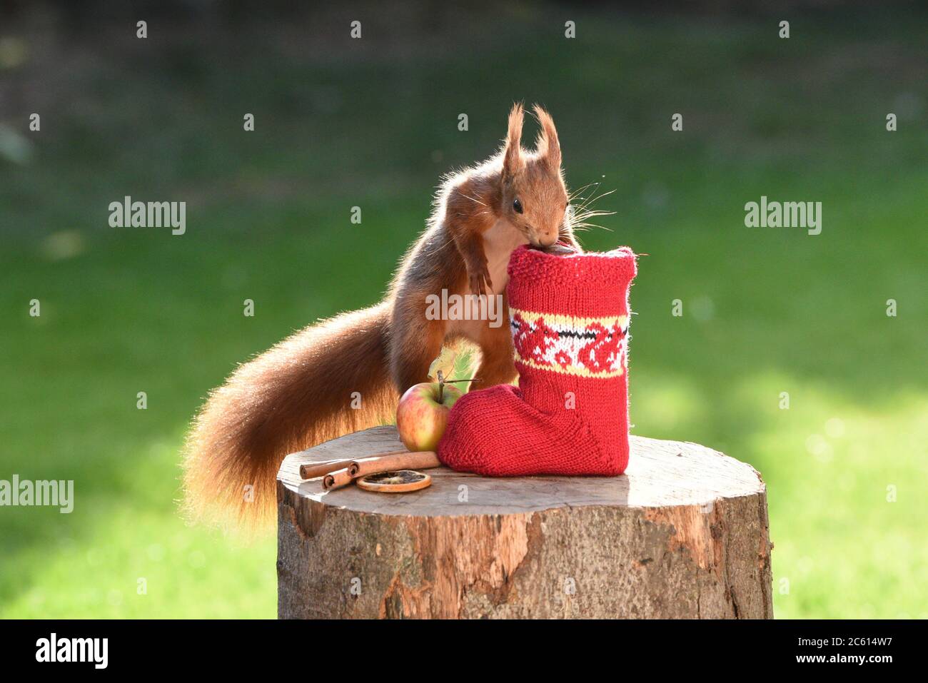 Écureuil rouge allemand avec un bas de Noël entouré d'herbe verte Banque D'Images