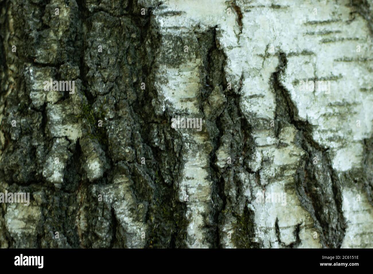 Texture de l'écorce de l'arbre gros plan Banque D'Images