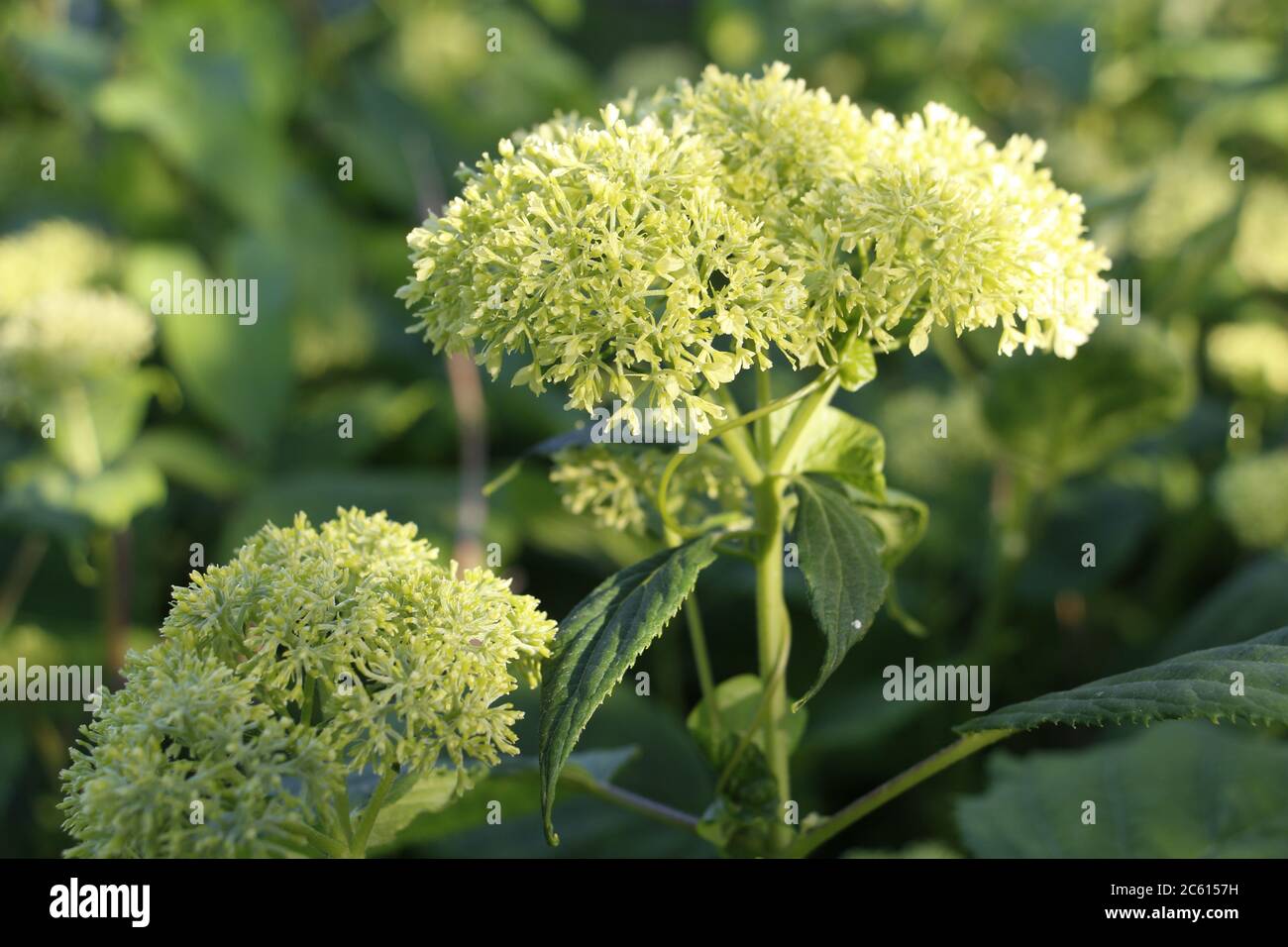 Hydrangea n'a pas encore fleuri. Alors qu'il n'y a pas de floraison. Le début de la floraison dans le jardin. Nature et fleurs. Banque D'Images