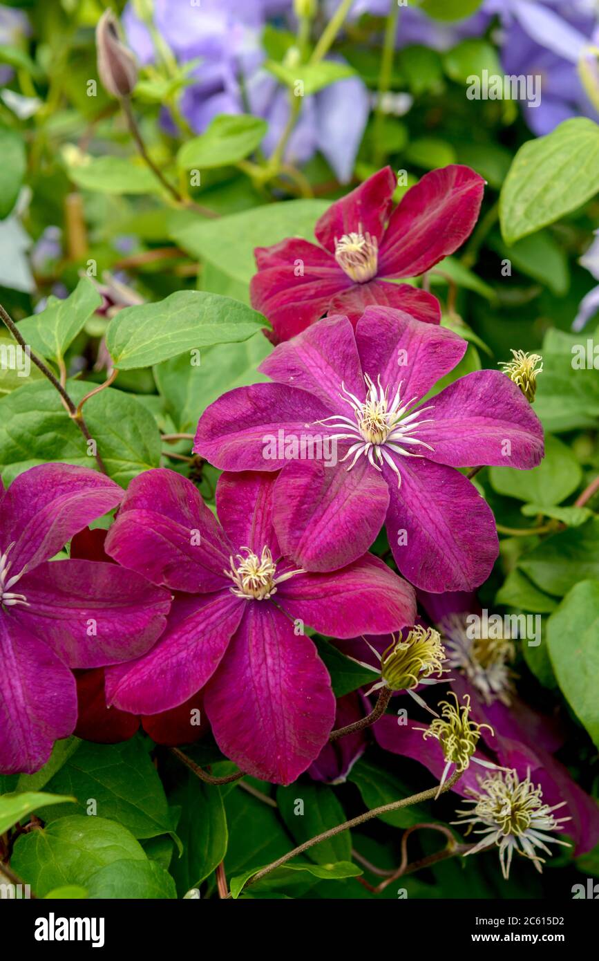 Le cardinal de Waldrebe Clematis Rouge Banque D'Images