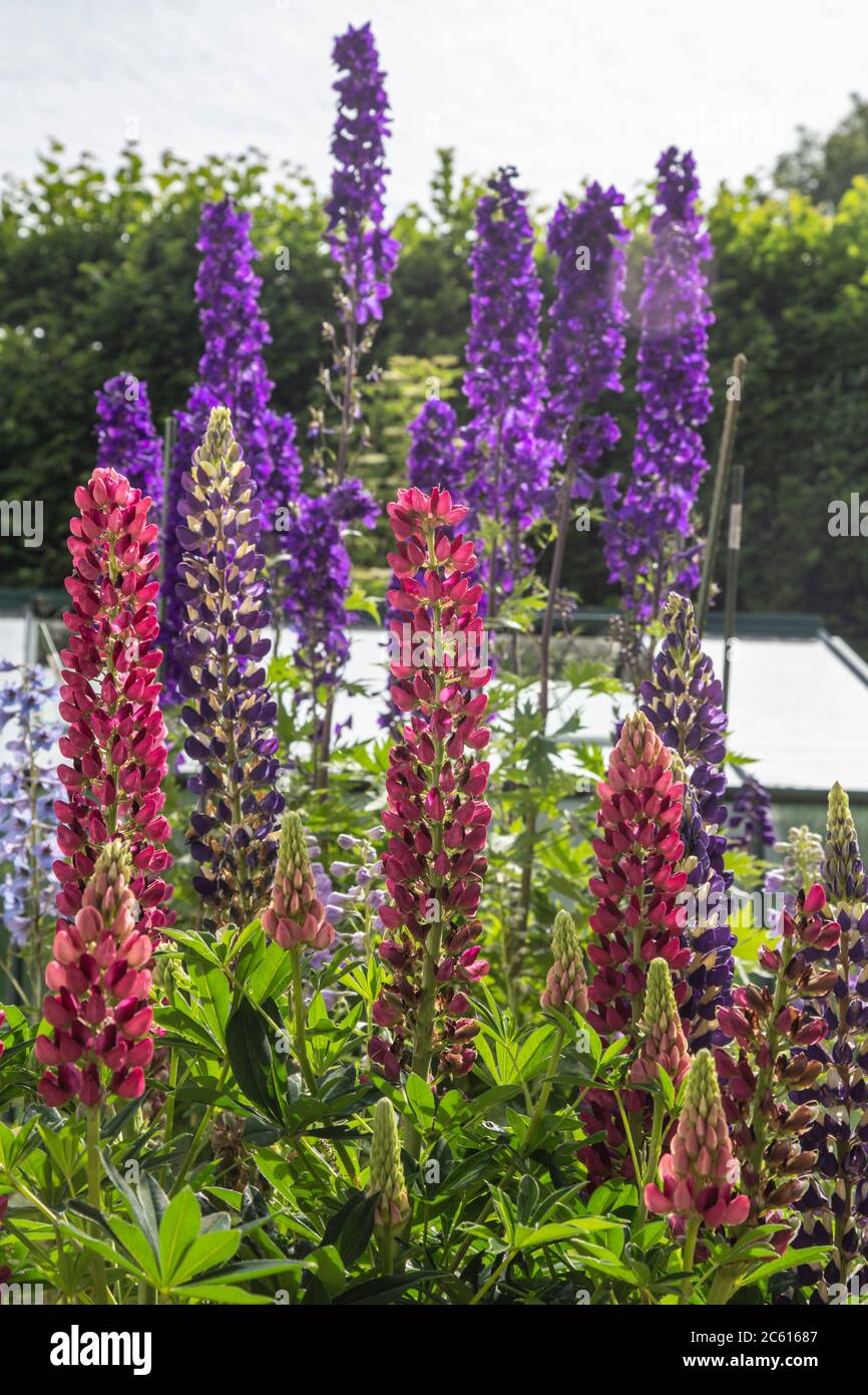 Hautes flèches de lupins et Delphinium Black Knight (hybride géant du pacifique) en pleine fleur dans un jardin de Devon Banque D'Images