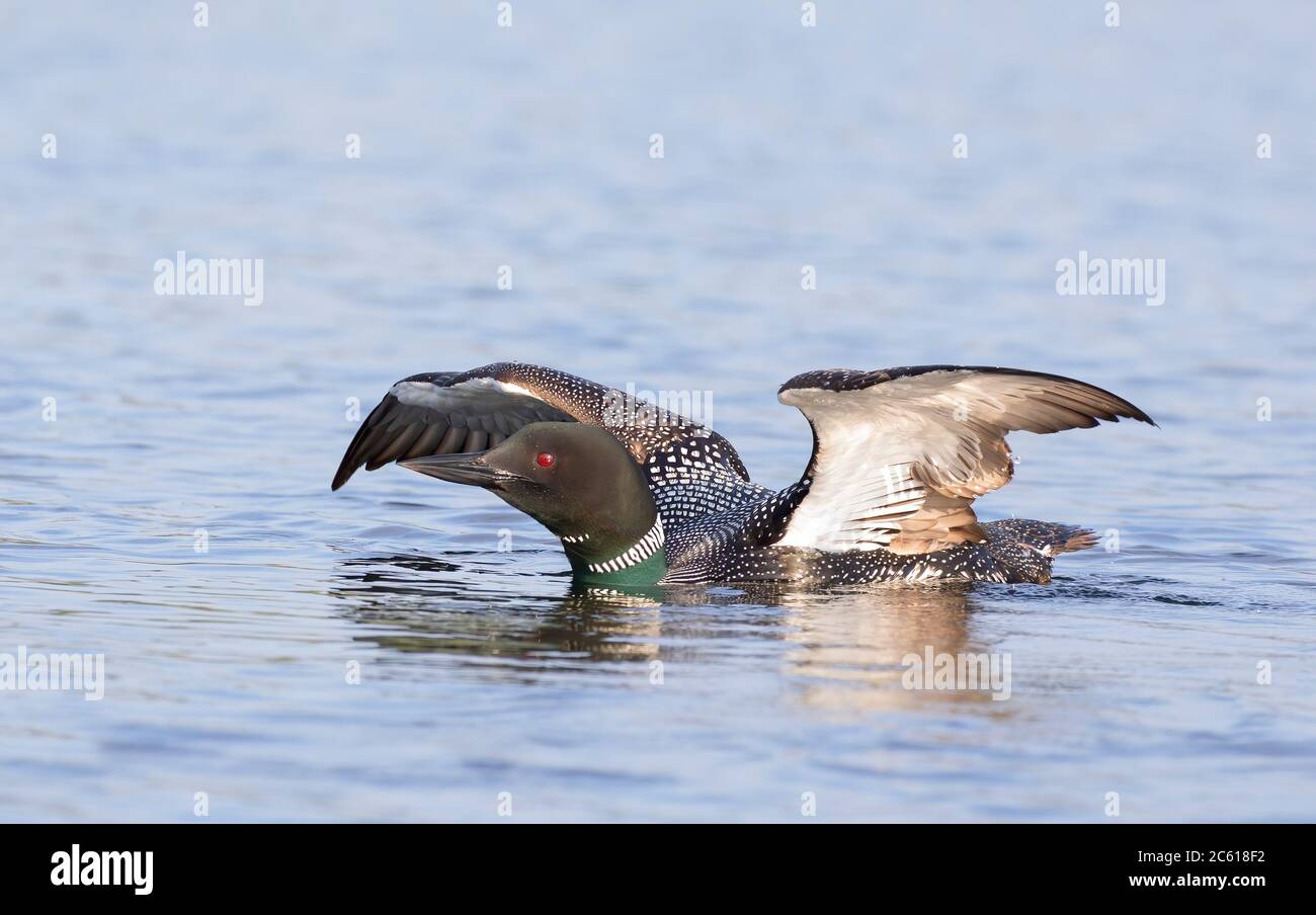 Le Loon commun brise l'eau pour étirer et sécher ses plumes le matin sur White Lake, ont., Canada Banque D'Images