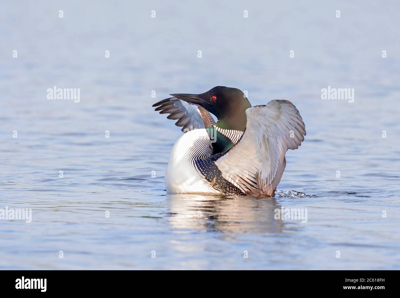 Le Loon commun brise l'eau pour étirer et sécher ses plumes le matin sur White Lake, ont., Canada Banque D'Images