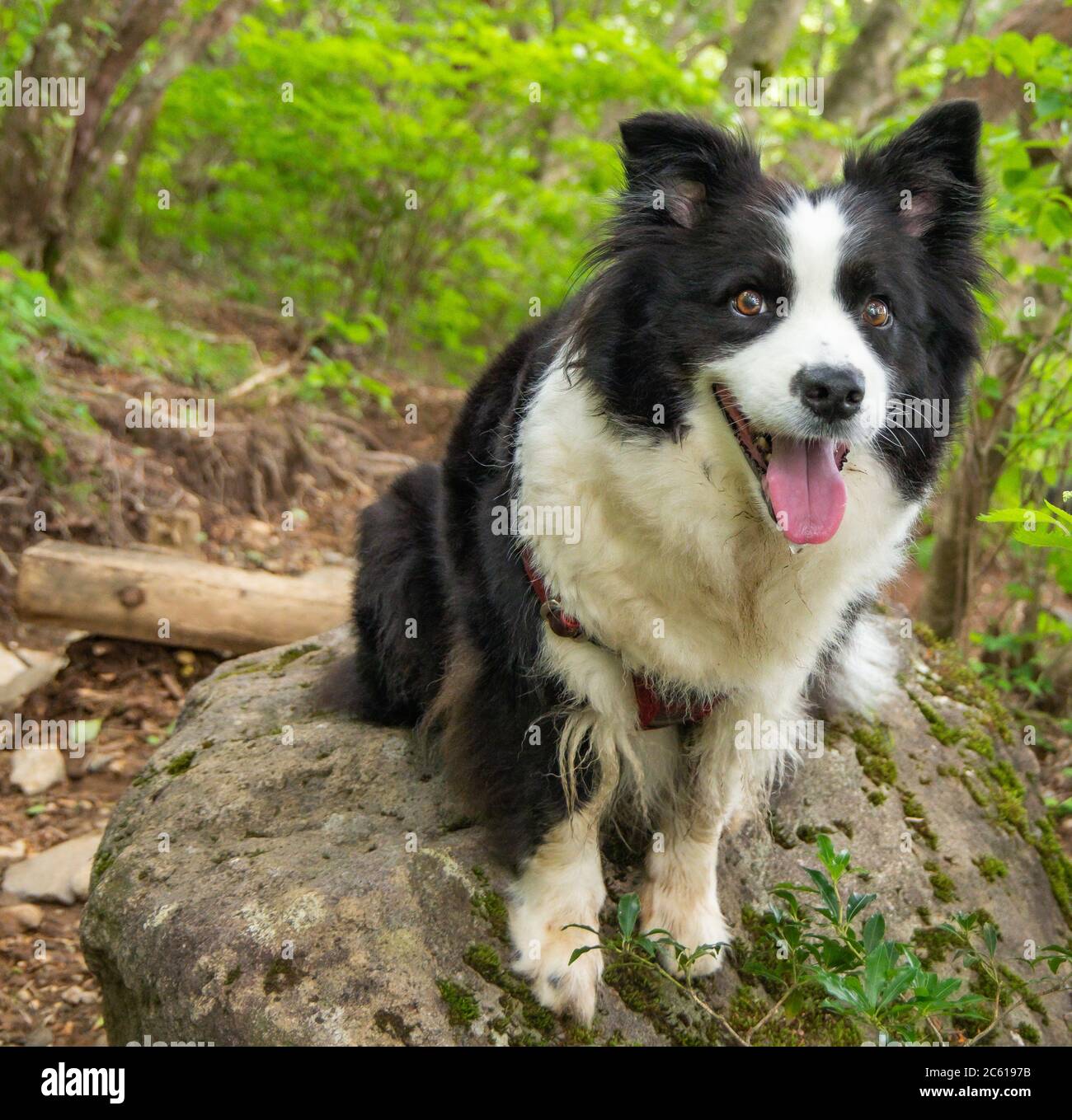 Border collie reposant sur un gros rocher après avoir escaladu un sentier de montagne boueux. Banque D'Images