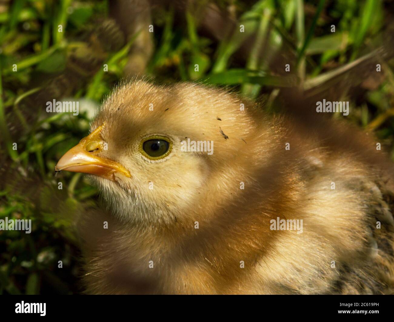Petite poussette jaune douce de poulet Banque D'Images
