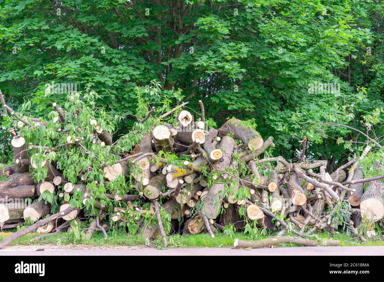Scier l'arbre après la chute à la suite d'une catastrophe naturelle. Banque D'Images