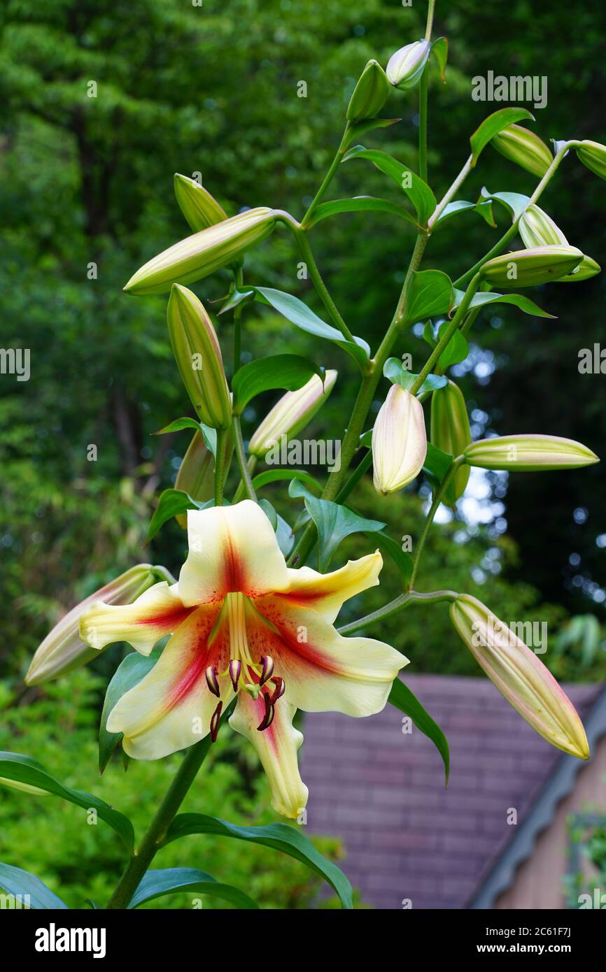 Fleur de nénuphars bicolore orange et jaune Banque D'Images