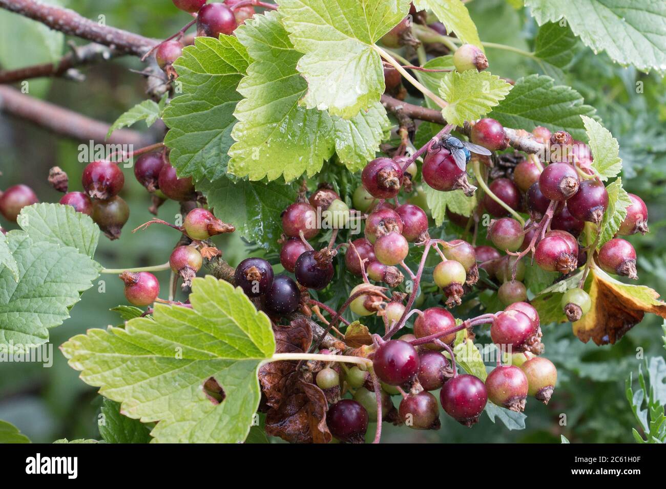 Mûrissement des baies de cassis, Ribes nigrum, sur une branche de cassis, fond de feuilles vert naturel avec un foyer sélectif Banque D'Images