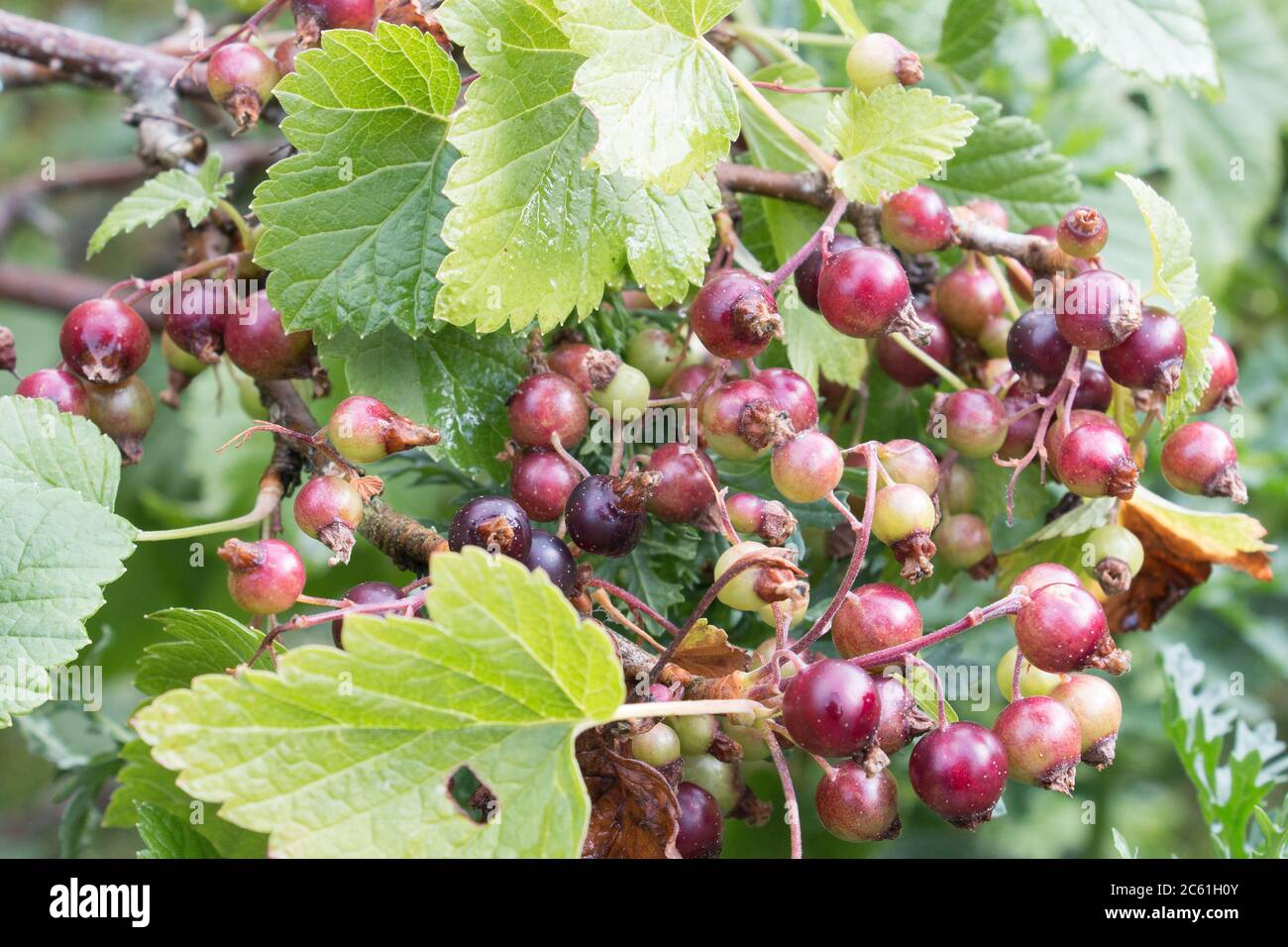 Mûrissement des baies de cassis, Ribes nigrum, sur une branche de cassis, fond de feuilles vert naturel avec un foyer sélectif Banque D'Images