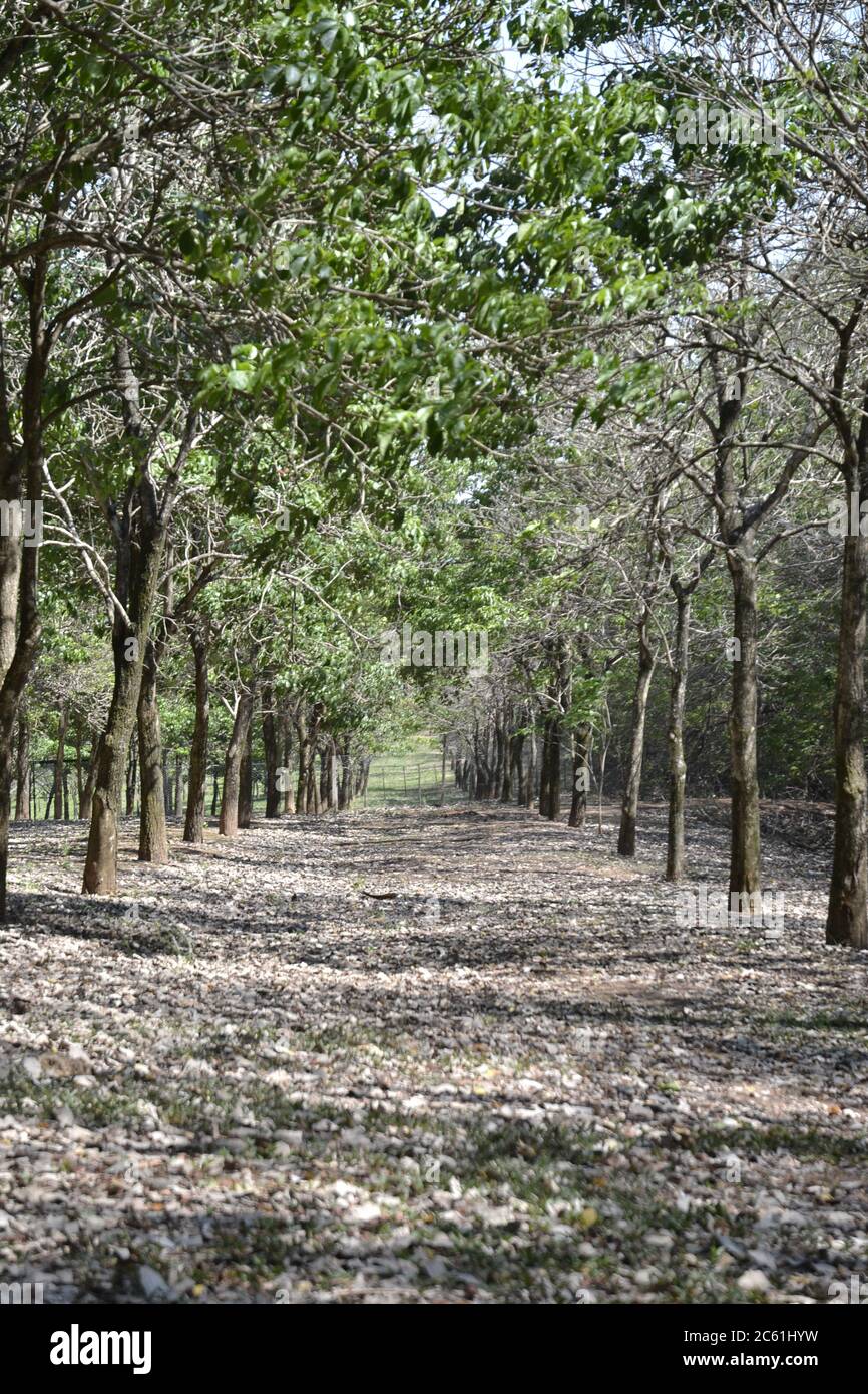 Bosquet de IPE, arbres avec pétales et fleurs blanches, avec une vue panoramique sélective, Brésil, Amérique du Sud, avec pétales sur le sol en bas vi Banque D'Images