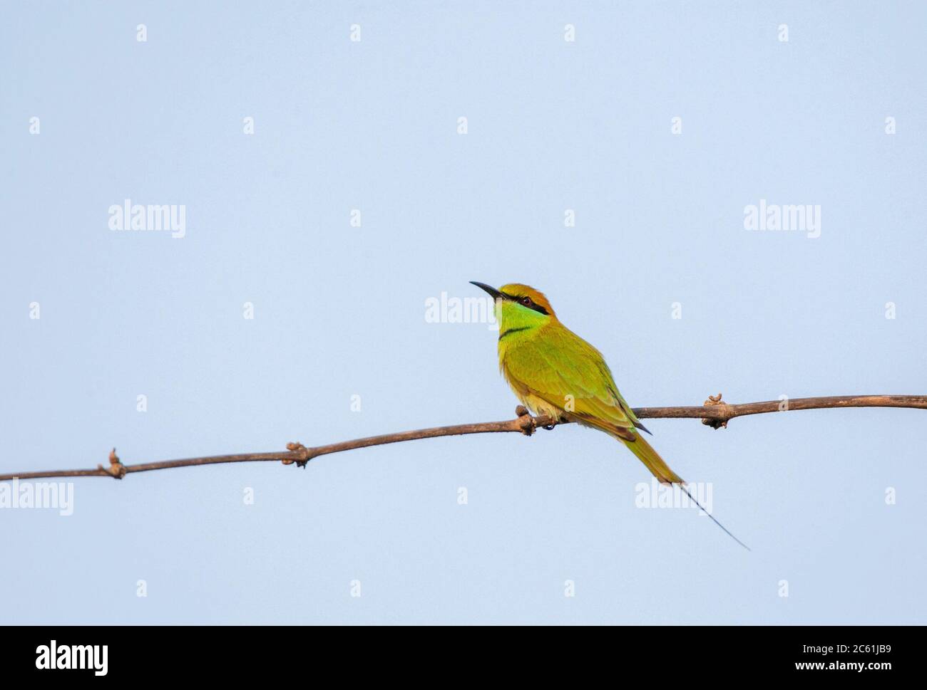 Petite abeille verte (Merops orientalis orientalis) perchée sur une branche horizontale. Banque D'Images