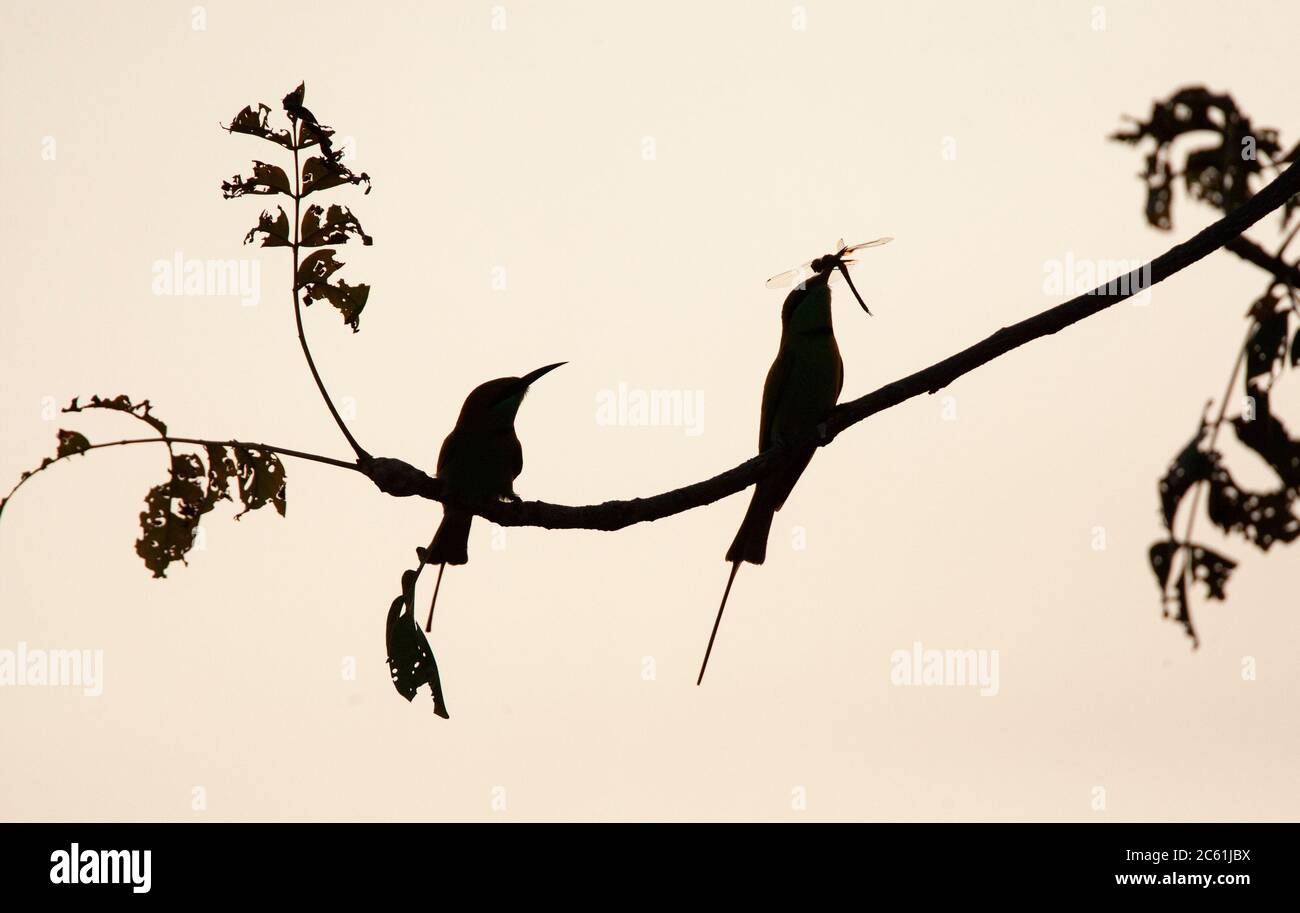 Paire de petits mangeurs d'abeilles vertes (Merops orientalis orientalis) perchés dans un arbre contre le ciel, montrant seulement la silhouette des oiseaux. Mâle avec traînée Banque D'Images