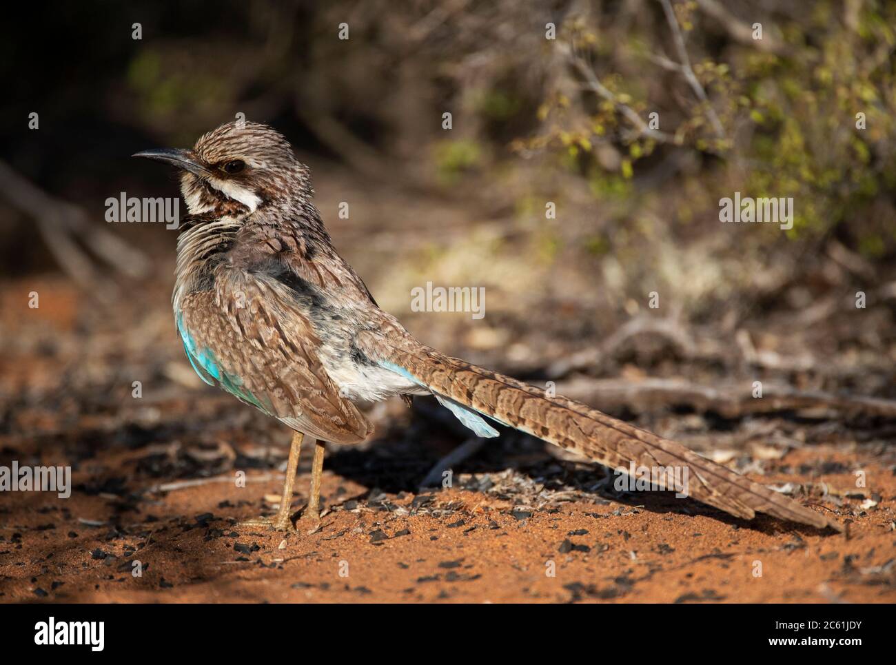 Rouleau à queue longue (Uratelornis chimera) debout sur le sol dans la forêt épineuse près d'Ifaty, Madagascar. Banque D'Images