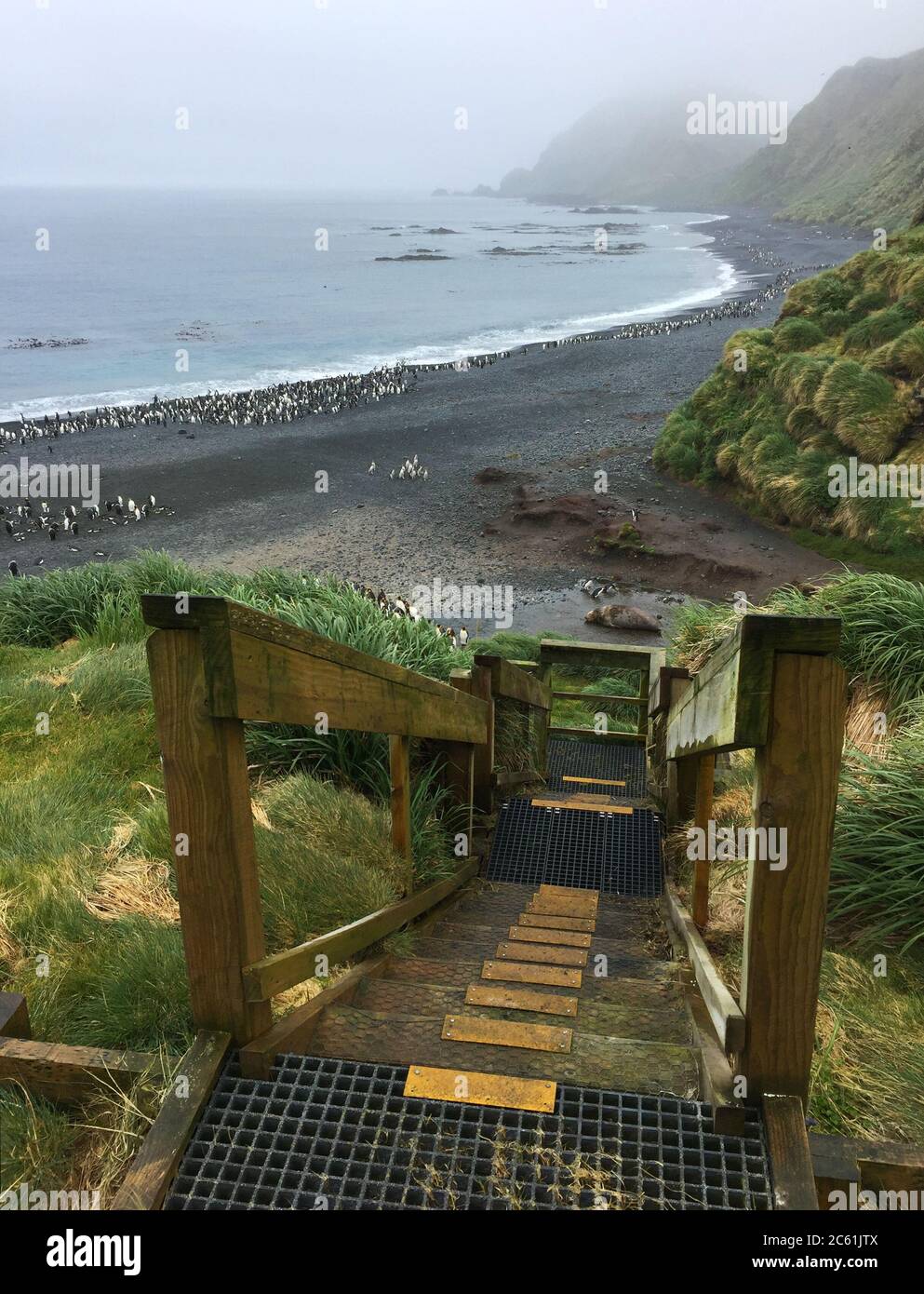 Escaliers en bois jusqu'à la colonie de pengion sur l'île de Macquarie, région subantarctique, Australie. Un site classé au patrimoine mondial de l'UNESCO. Banque D'Images