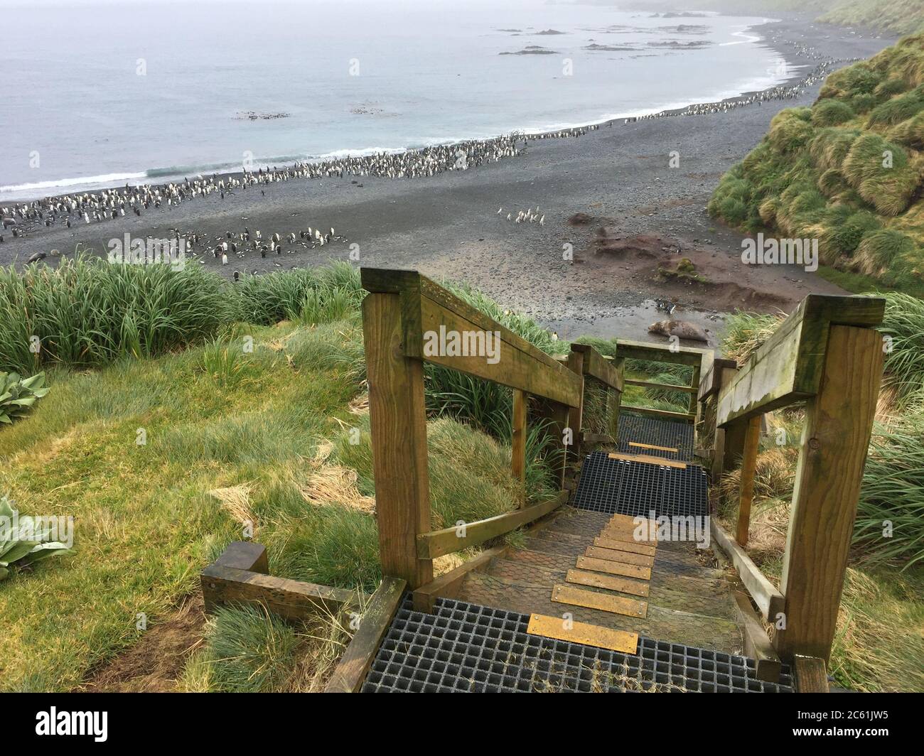 Escaliers en bois jusqu'à la colonie de pengion sur l'île de Macquarie, région subantarctique, Australie. Un site classé au patrimoine mondial de l'UNESCO. Banque D'Images