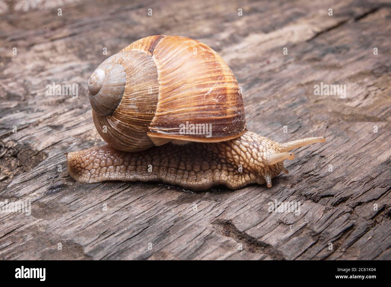 Escargot sur table en bois. Hélice pomatia macro sur bois. Banque D'Images