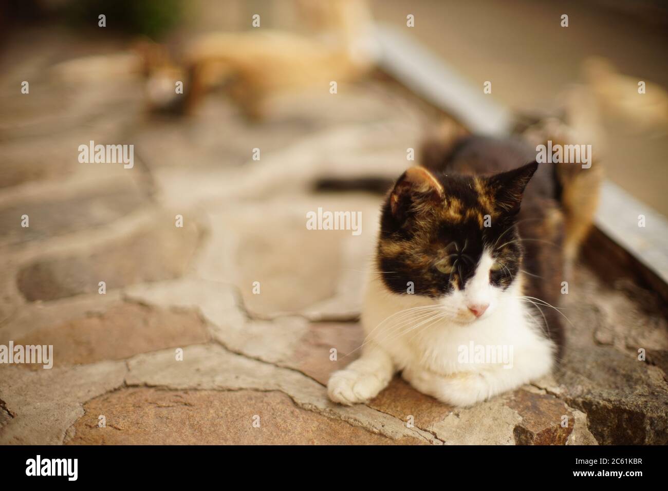 en été, le chat tricolore se détend sur un sol en pierre. Banque D'Images
