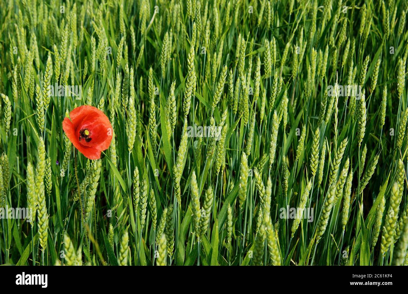 Pavot en champ de blé, Auvergne-Rhône-Alpes, France Banque D'Images
