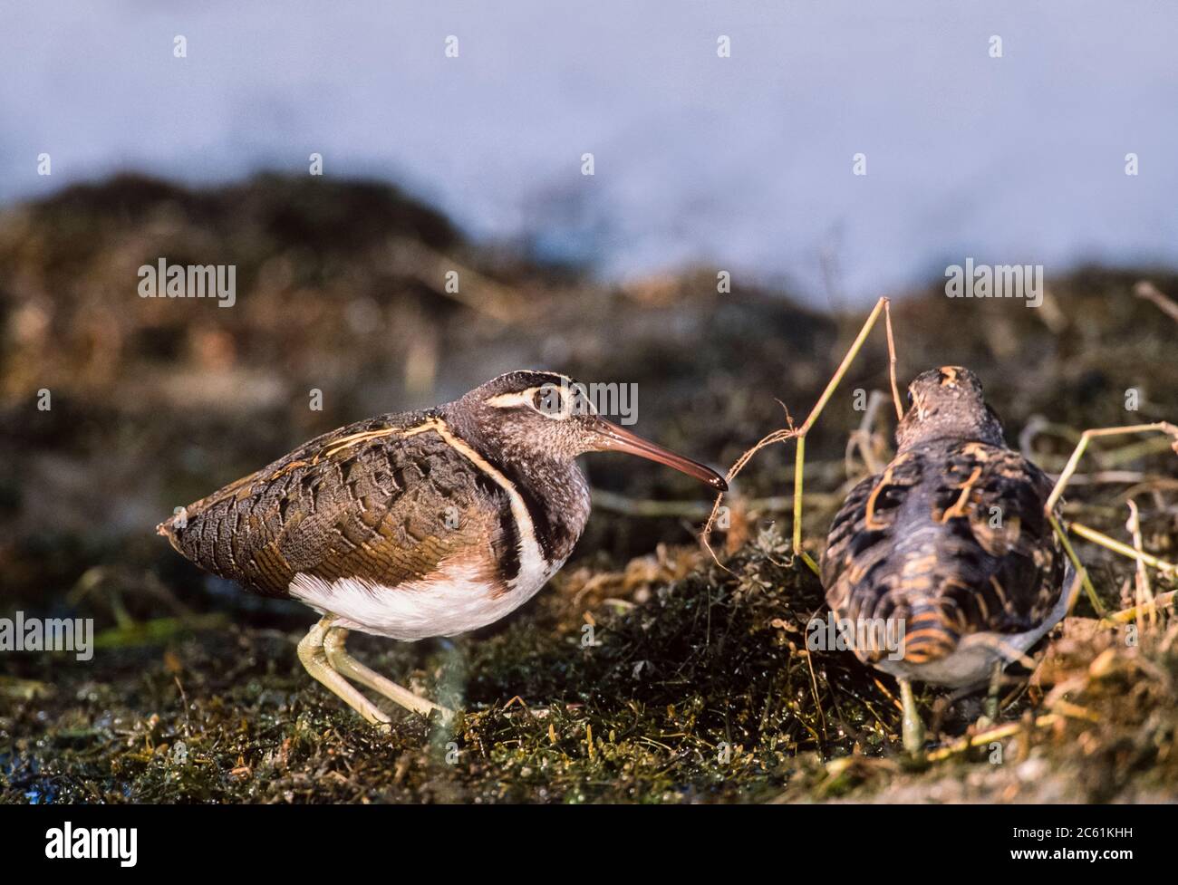 Deux mâles plus grands, Rostratula benghalensis, parc national de Keoladeo Ghana, Bharatpur, Rajasthan, Inde Banque D'Images