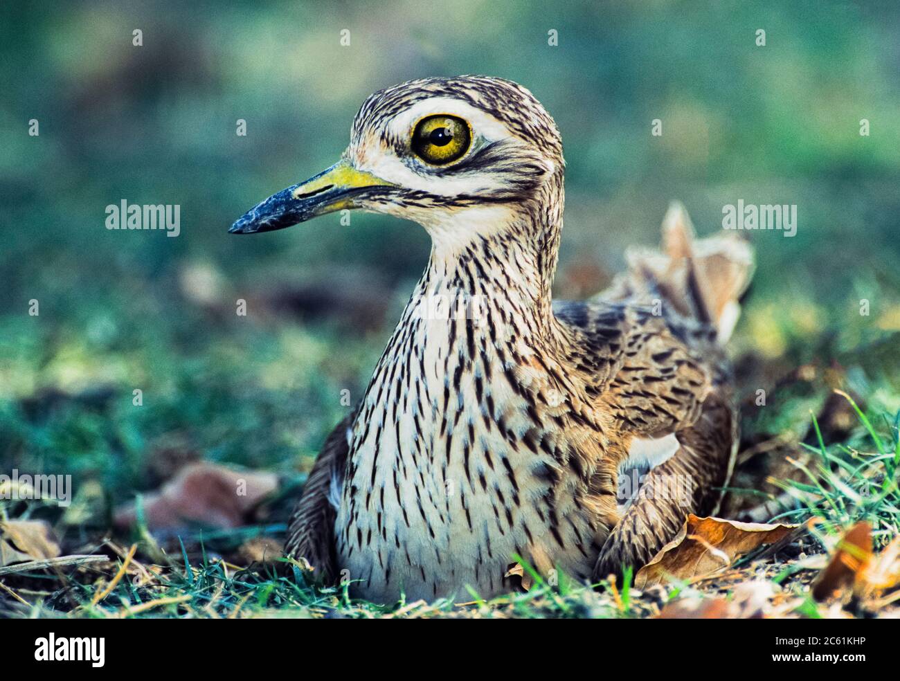 Le Courlis de pierre indien ou le genou épais indien, Burhinus indicus, incubant des œufs sur un nid au sol, parc national Keoladeo Ghana, Bharatpur, Inde Banque D'Images