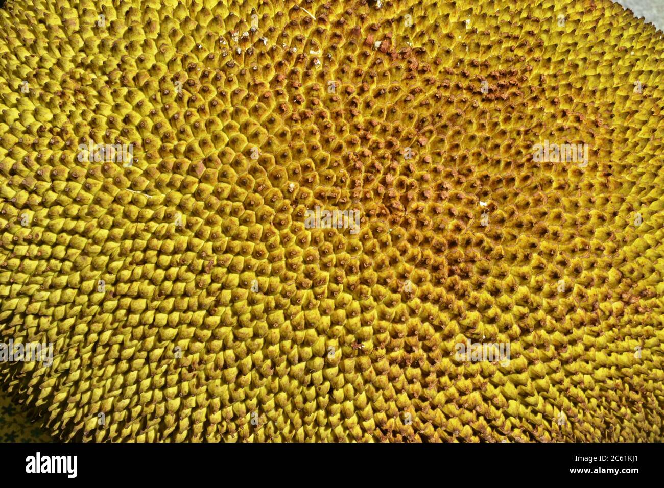 Fruit de la jaquette, nom scientifique Artocarpus heterophyllus, zoom photo, style abstrait, fond de scène, style de texture, Brésil, Amérique du Sud Banque D'Images