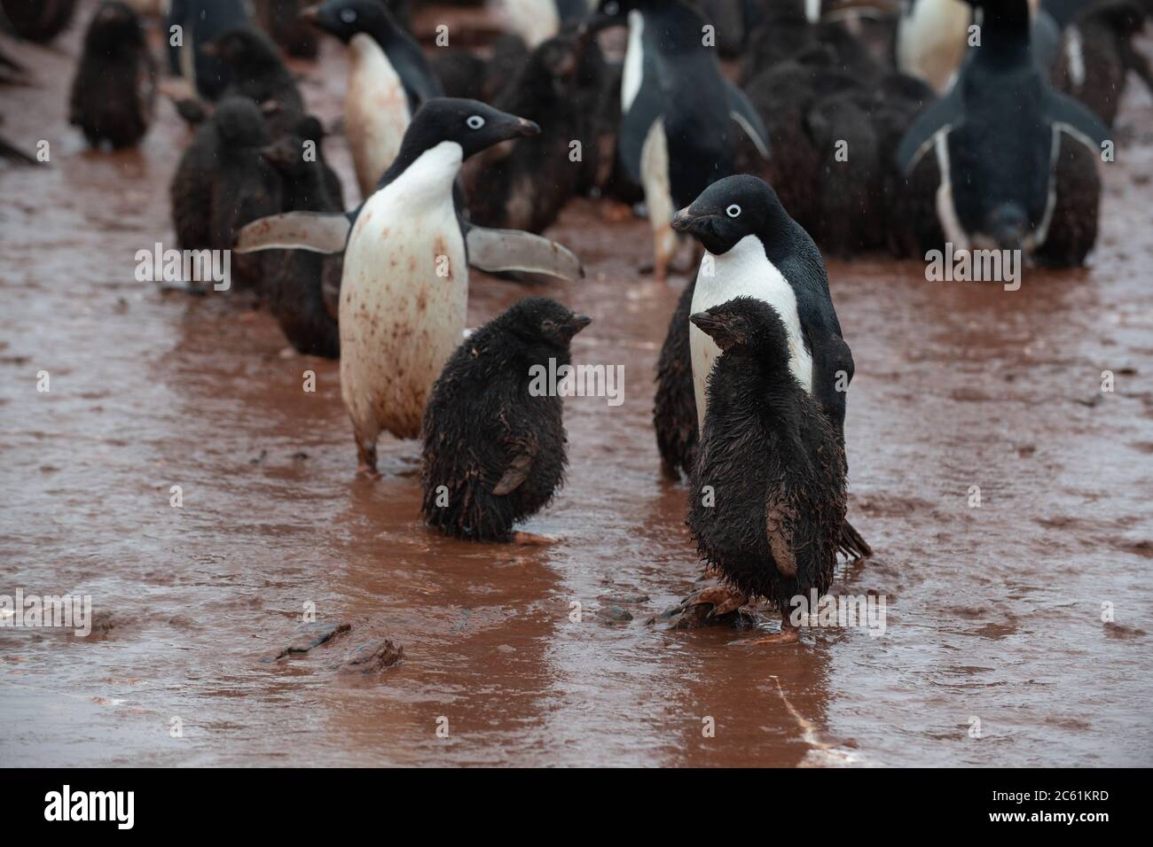 Pingouin d'Adelie (Pygoscelis adeliae) sur l'île Signy, île Coronation, Antarctique Banque D'Images