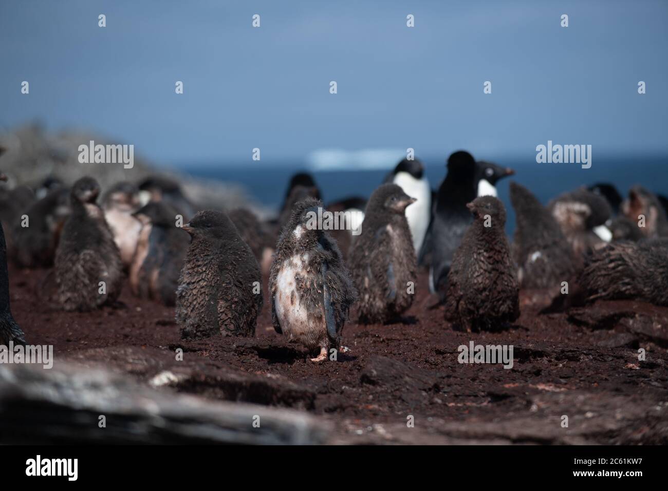 Pingouin d'Adelie (Pygoscelis adeliae) sur l'île Signy, île Coronation, Antarctique Banque D'Images