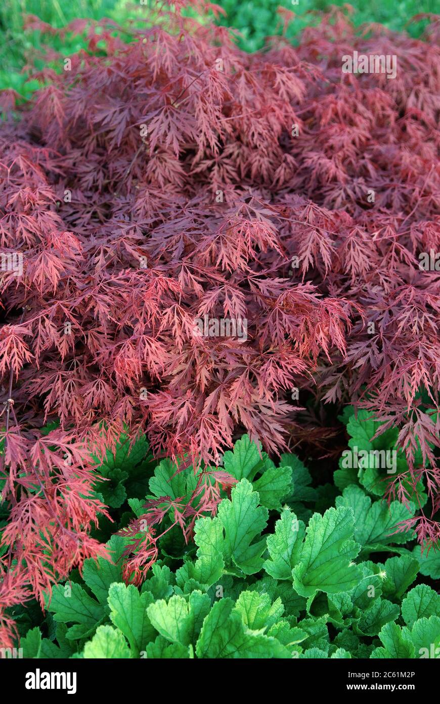 Roter Schlitzahorn Acer palmatum Dissectum Garnet Banque D'Images