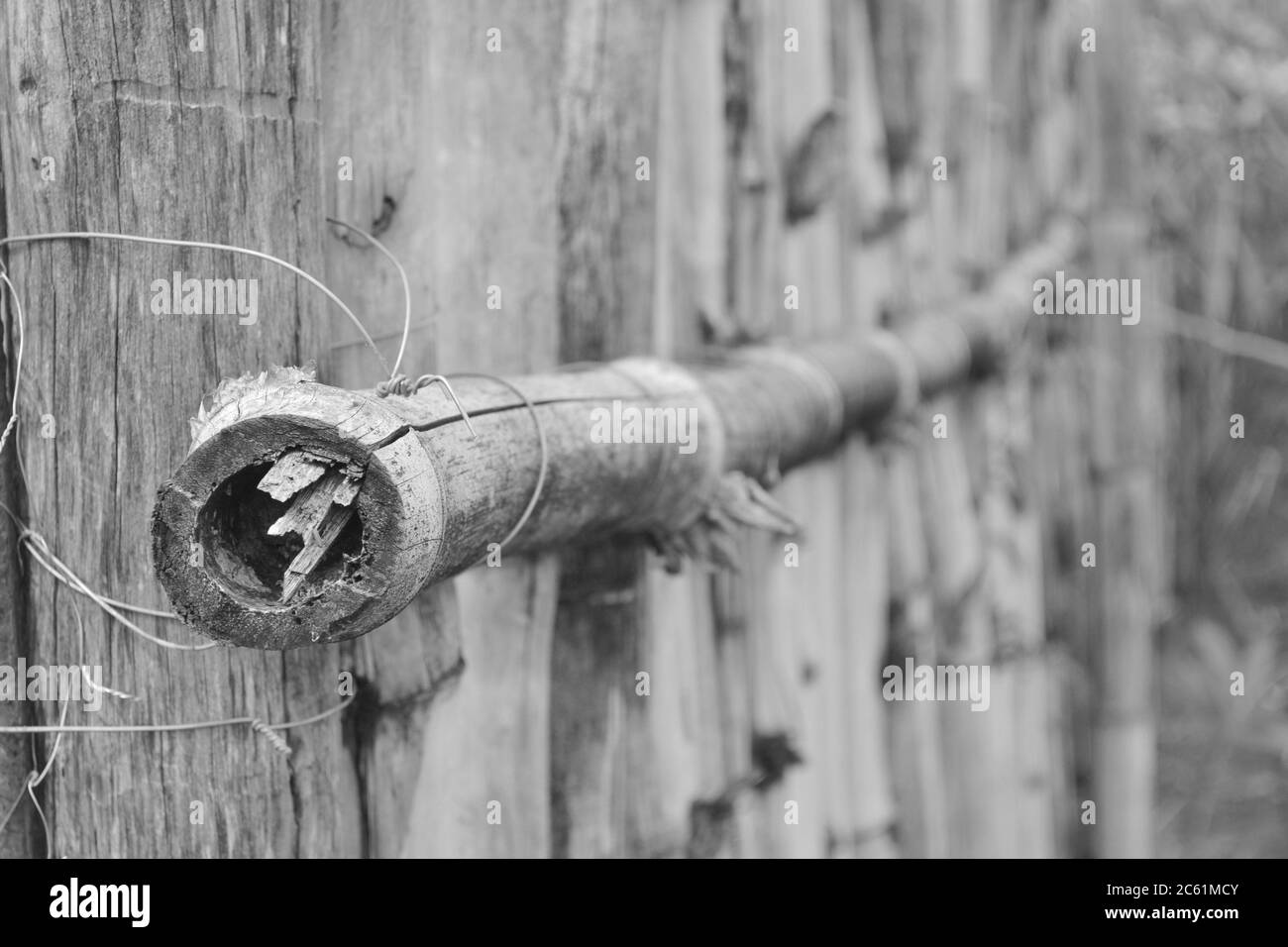 Bambou. Clôture en bambou et bois, attachée avec fil, photo noir et blanc, sur une ferme à l'intérieur du Brésil, en Amérique du Sud Banque D'Images