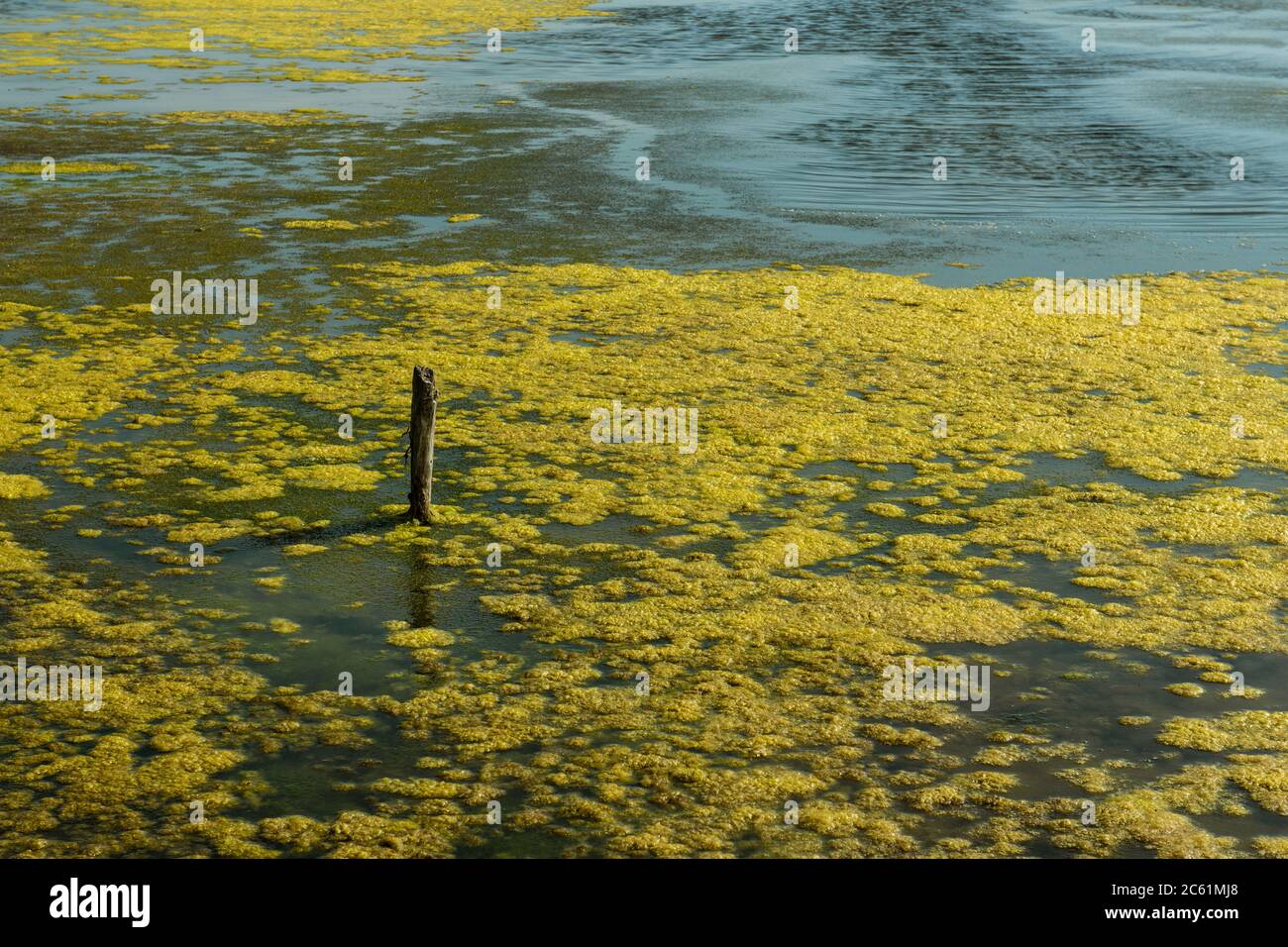 Cukmere Valley, Angleterre Banque D'Images