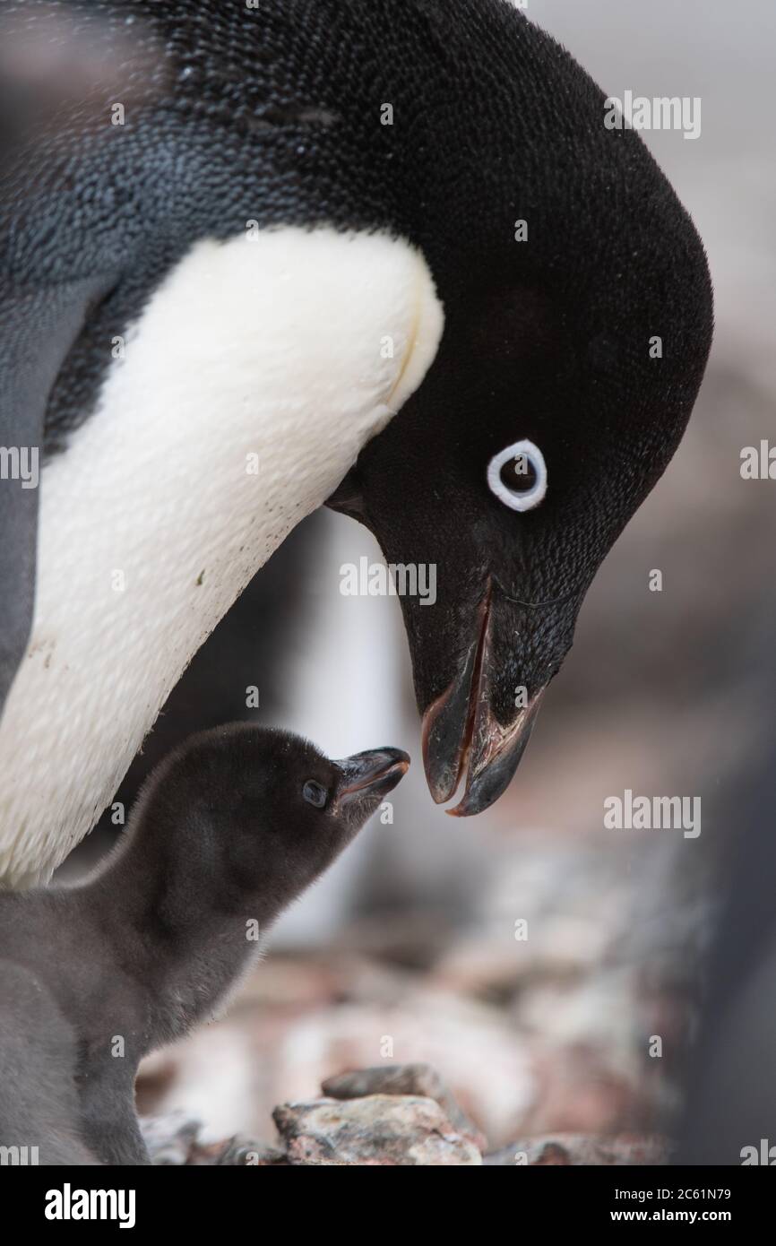 Adelie Penguin (Pygoscelis adeliae) poussa sous le parent sur l'île Signy, l'île Coronation, l'Antarctique Banque D'Images
