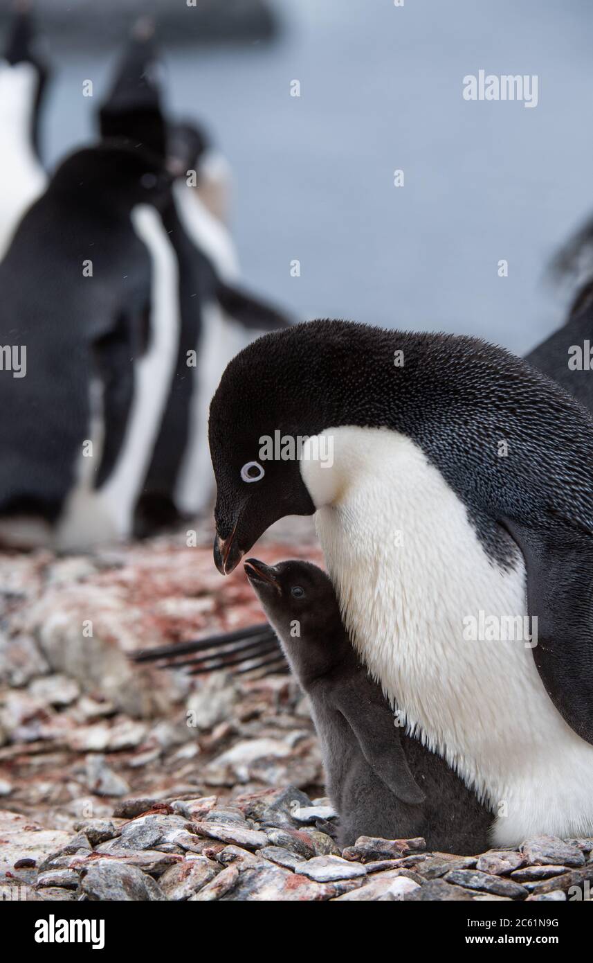 Adelie Penguin (Pygoscelis adeliae) poussa sous le parent sur l'île Signy, l'île Coronation, l'Antarctique Banque D'Images