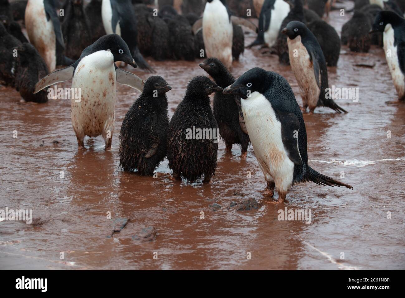 Pingouin d'Adelie (Pygoscelis adeliae) sur l'île Signy, île Coronation, Antarctique Banque D'Images