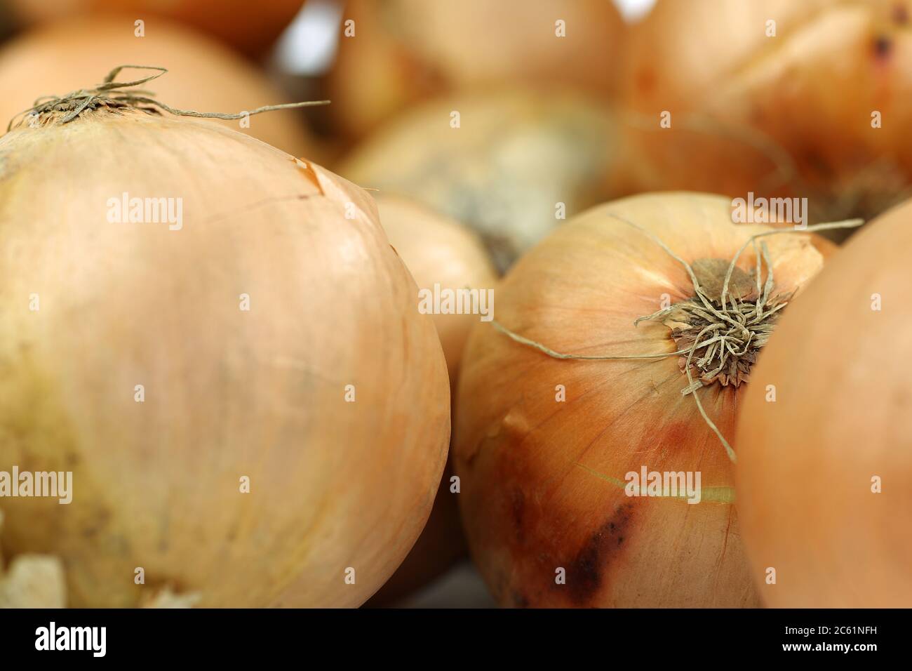 bouquet d'oignons bruns sur fond blanc Banque D'Images