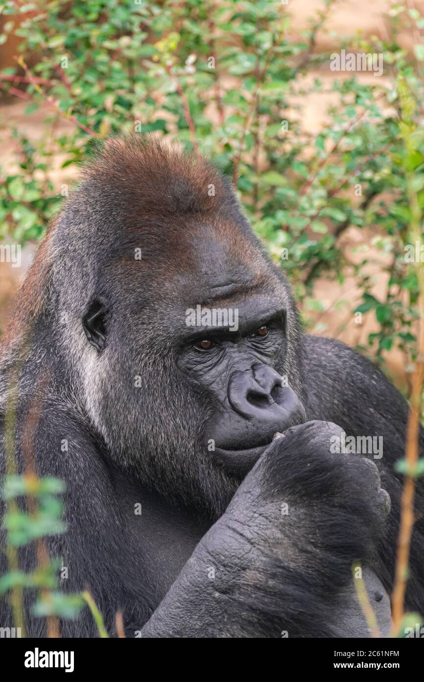 Adulte mâle de l'ouest de la basse-terre Gorilla, (Gorilla gorilla gorilla), avec la végétation et les rochers Banque D'Images