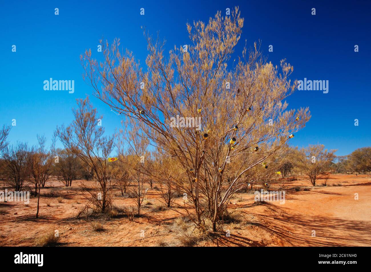 Arbre Vegemite dans le territoire du Nord Australie Banque D'Images