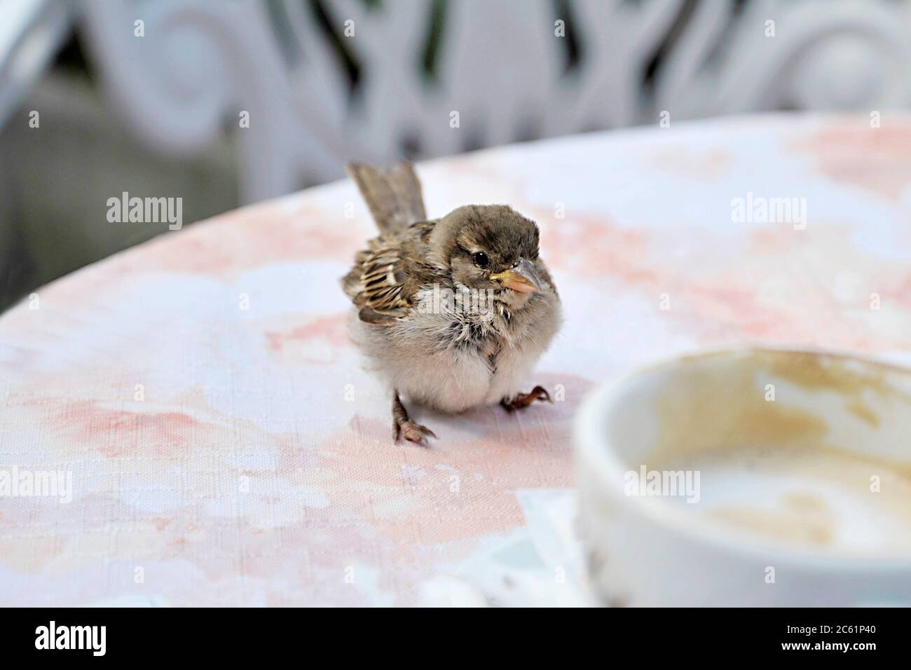 Un petit oiseau d'éparpilou qui profite du soleil assis sur un table se rendant à boire d'une tasse de café extérieur au printemps Banque D'Images