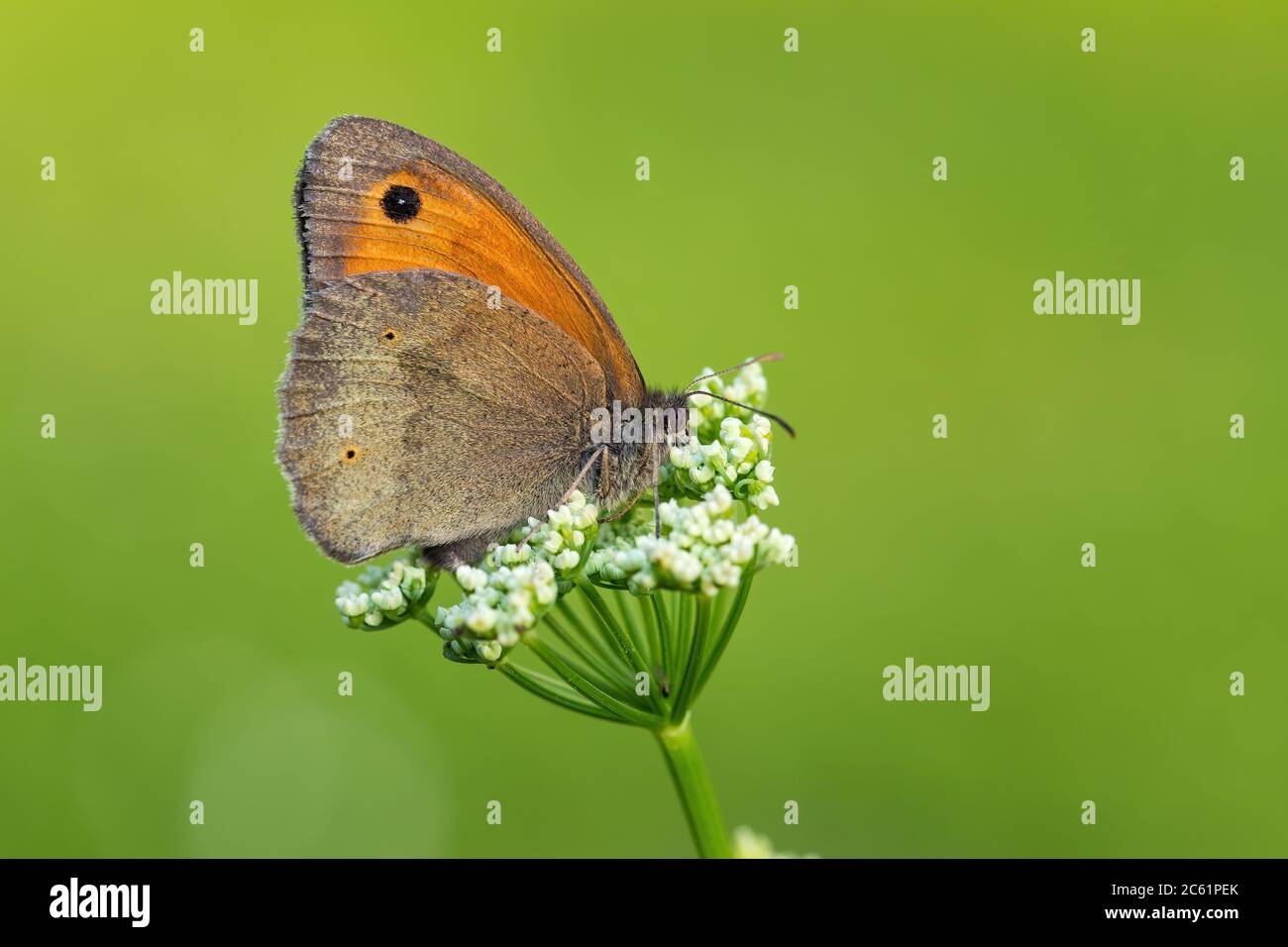 Meadow Brown Butterfly - Maniola jurtina, petit pied de broussailles brun des prairies et prairies européennes, Zlin, République tchèque. Banque D'Images