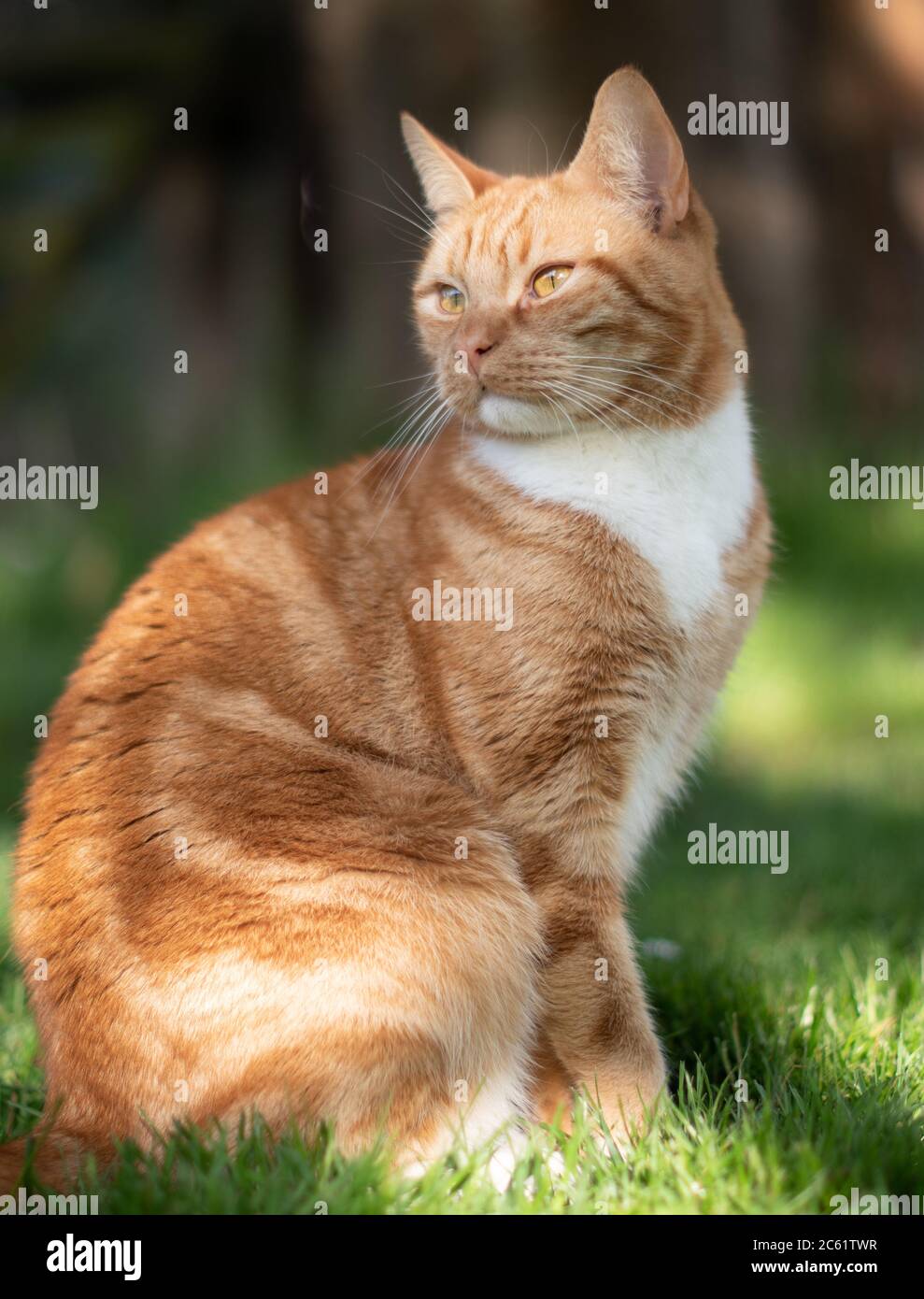 Magnifique chat de gingembre assis dans le jardin Banque D'Images