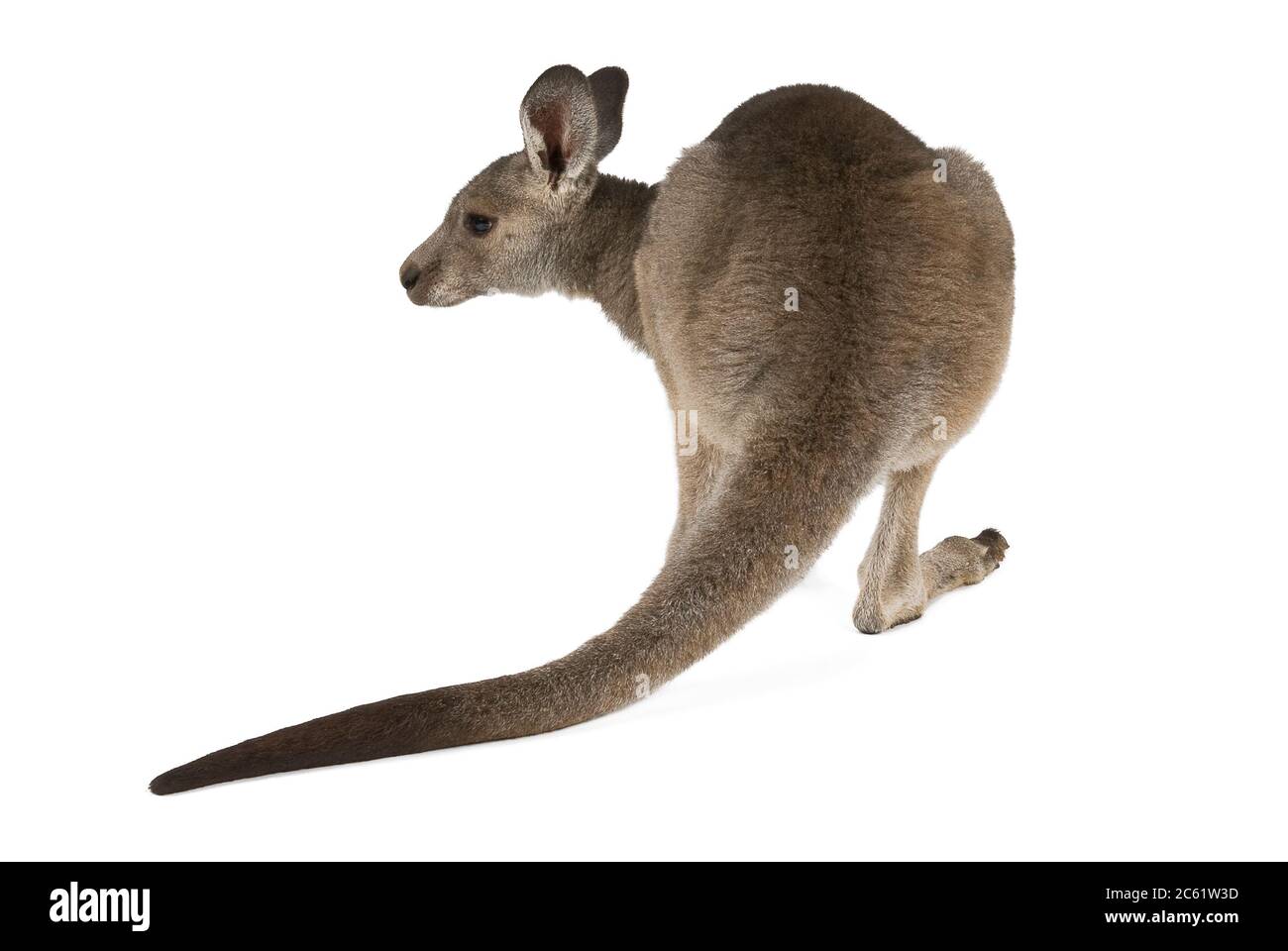 Le kangourou gris de l'est joey isolé sur fond blanc. Banque D'Images