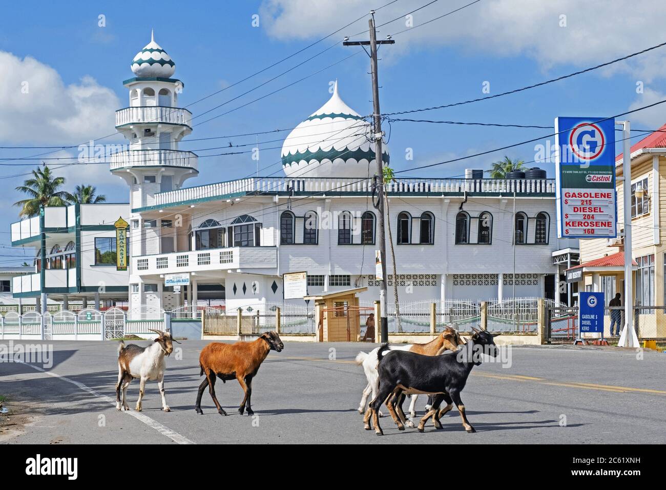 Chèvres traversant rue devant la mosquée New Amsterdam Central Jama Masjid, région de Berbice-Corentyne est, Guyana, Amérique du Sud Banque D'Images