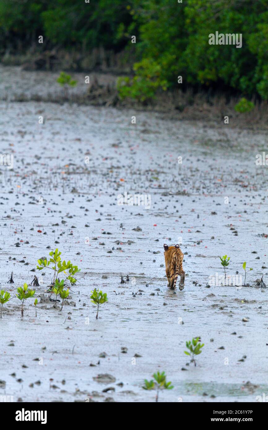 Tigre du Bengale ou Panthera Tigris tigris cub au parc national Sunderbans, Bengale-Occidental, Inde , la plus grande forêt de mangroves du monde. Banque D'Images