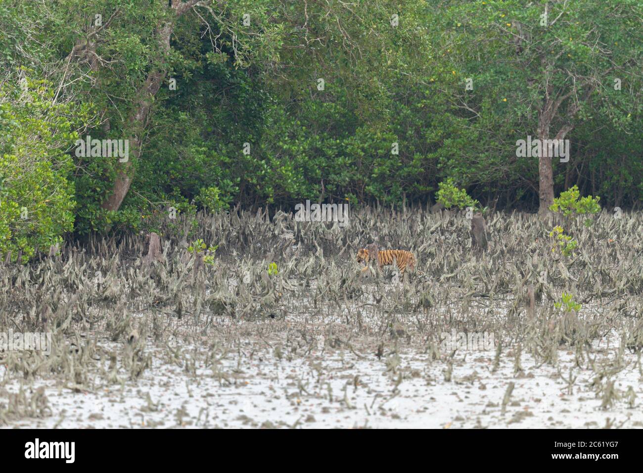 Tigre du Bengale ou Panthera Tigris tigris cub au parc national Sunderbans, Bengale-Occidental, Inde , la plus grande forêt de mangroves du monde. Banque D'Images