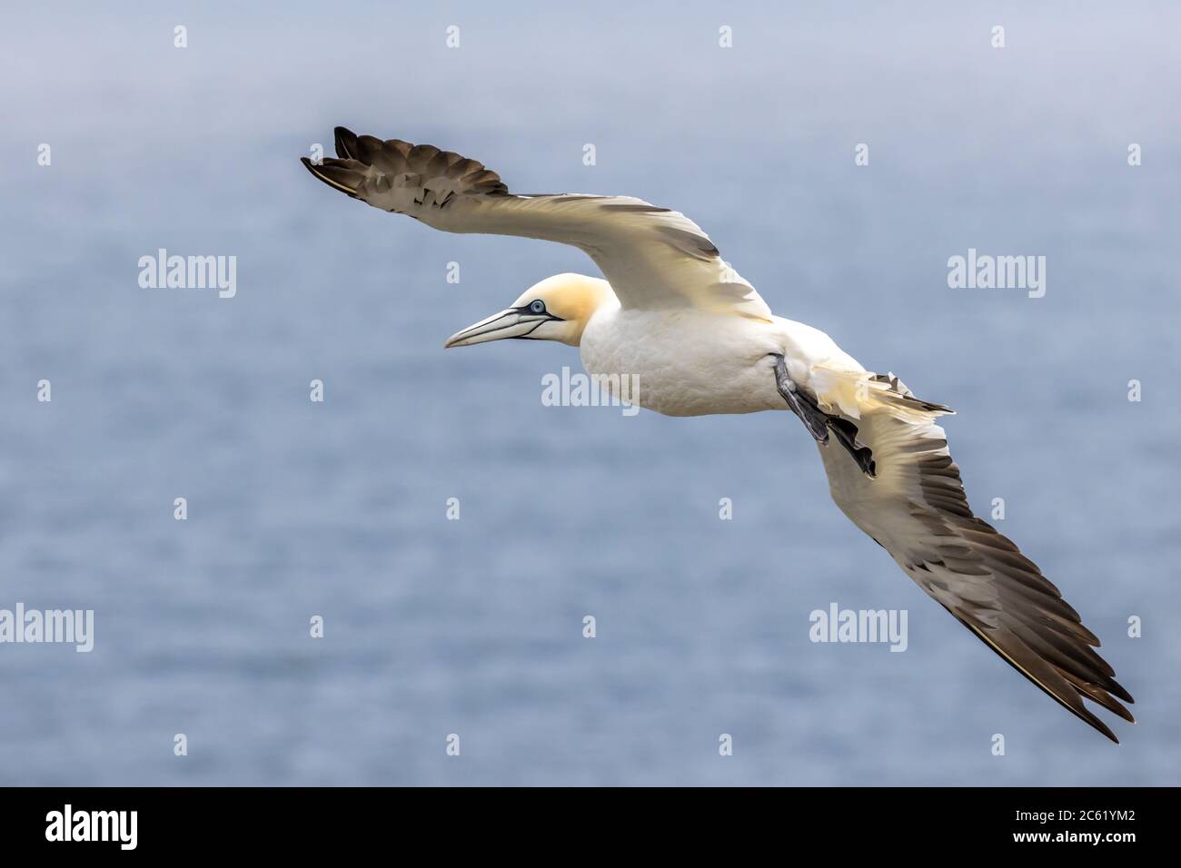 Fou de Bassan Banque D'Images