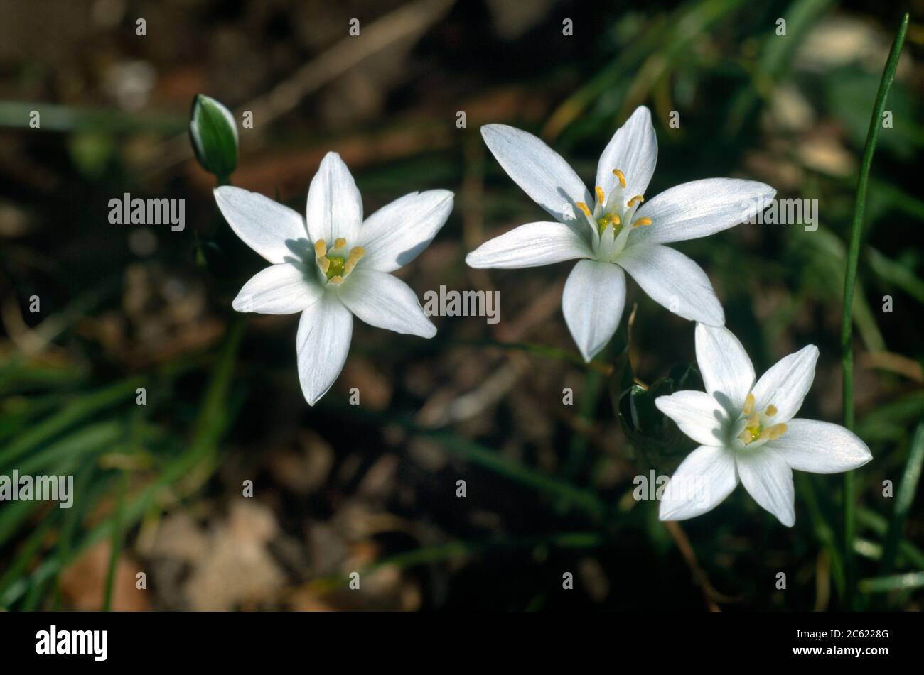 Étoile de fleurs de Bethléem Banque D'Images