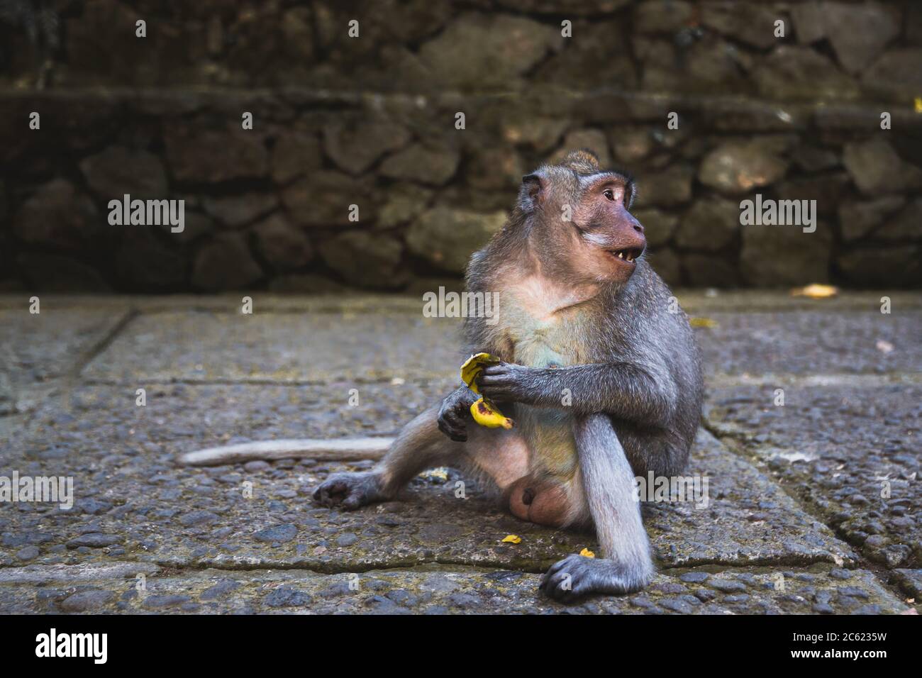 Un singe gris à longue queue assis sur le sol mangeant des bananes, regardant loin, avec espace de copie UBUD MONKEY FOREST, BALI, INDONÉSIE Banque D'Images