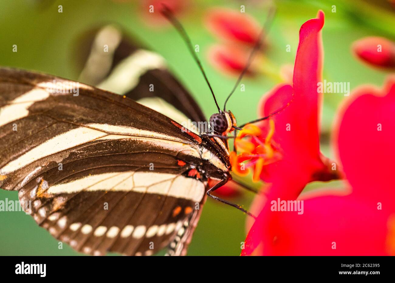 image macro d'un papillon rayé noir et blanc reposant sur une fleur en fleurs Banque D'Images