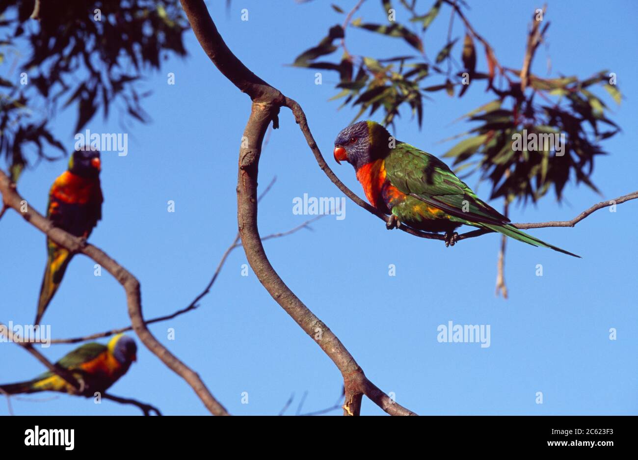 Sydney Australie est Lindfield Rainbow Lorikeets in Tree Banque D'Images