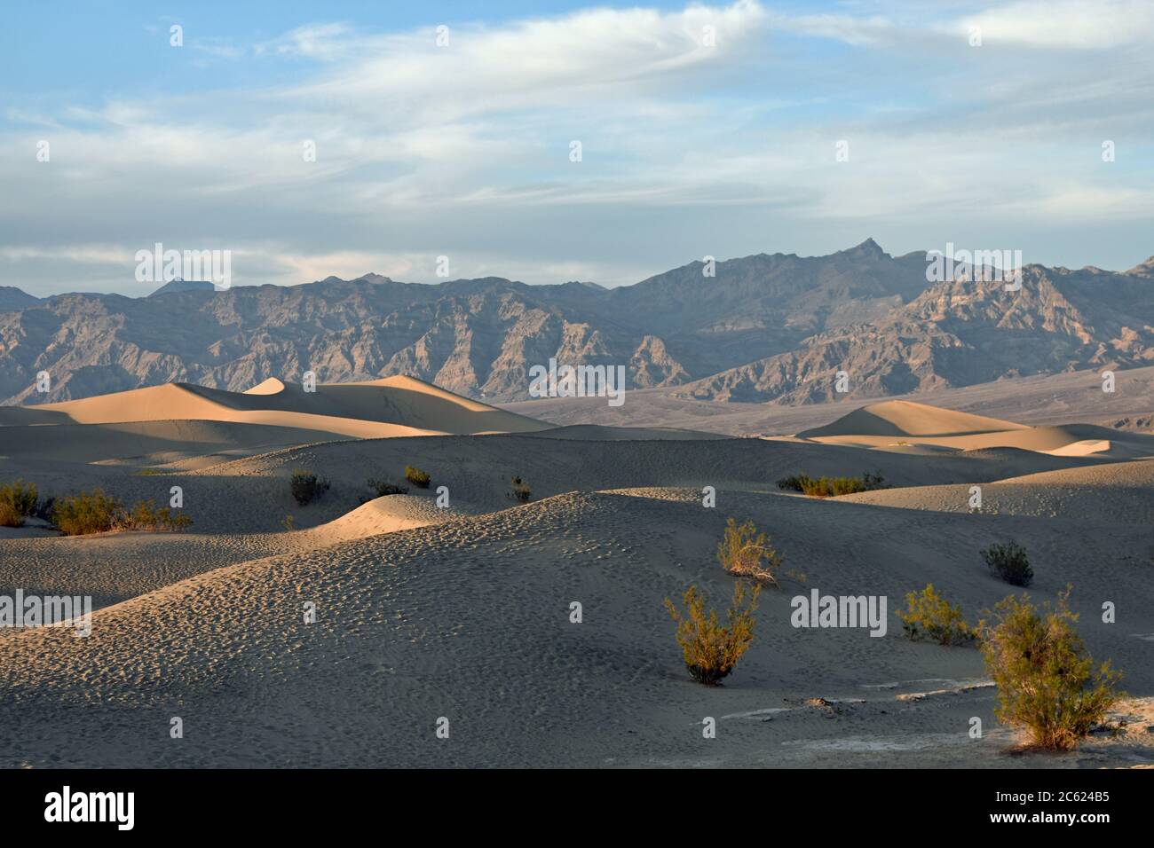 Coucher de soleil sur les dunes de sable de Mesquite Flat dans le parc national de la Vallée de la mort, Californie. Mesquite arbres dans le sable et les montagnes derrière les dunes. Banque D'Images